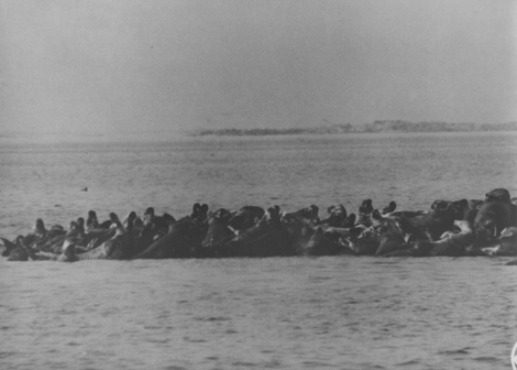 Seehundjagd, Bbild 3