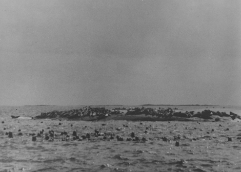 Seal hunting, image 2