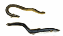 Eel